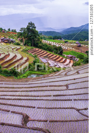 Rice Terrace Pa Bong Piang village is starting to plant rice in Chiang Mai, Thailand Rice Terrace Pa Bong Piang village is starting to plant rice in Chiang Mai, Thailand 127381805