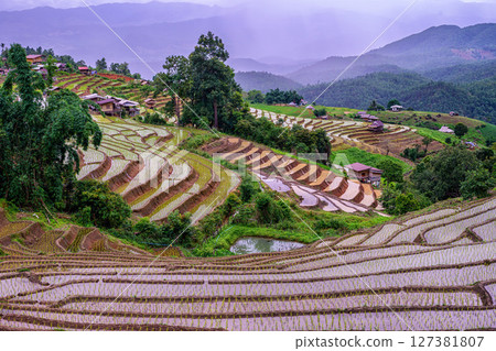 Rice Terrace Pa Bong Piang village is starting to plant rice in Chiang Mai, Thailand Rice Terrace Pa Bong Piang village is starting to plant rice in Chiang Mai, Thailand 127381807