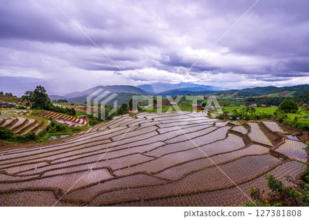Rice Terrace Pa Bong Piang village is starting to plant rice in Chiang Mai, Thailand Rice Terrace Pa Bong Piang village is starting to plant rice in Chiang Mai, Thailand 127381808