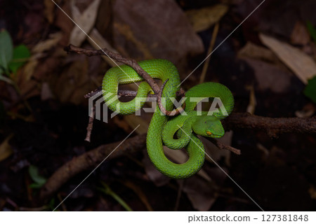 Sumatran Green Pit Viper on tree branch in Thailand rainforest 127381848