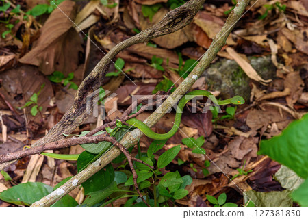 Sumatran Green Pit Viper on tree branch in Thailand rainforest 127381850