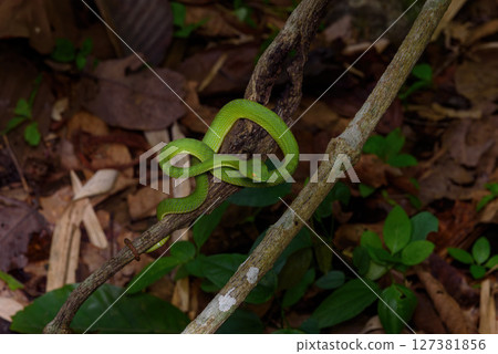 Sumatran Green Pit Viper on tree branch in Thailand rainforest Sumatran Green Pit Viper on tree branch in Thailand rainforest 127381856