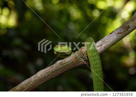Sumatran Green Pit Viper on tree branch in Thailand rainforest 127381858
