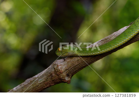 Sumatran Green Pit Viper on tree branch in Thailand rainforest 127381859