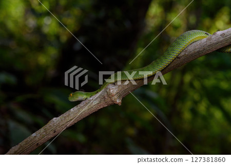 Sumatran Green Pit Viper on tree branch in Thailand rainforest 127381860