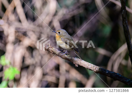 Female of Slaty Blue Flycatcher or Slaty-backed flycatcher (Ficedula tricolor) the beautiful brown bird. Birds live in tropical forest. Female of Slaty Blue Flycatcher or Slaty-backed flycatcher (Ficedula tricolor) the beautiful brown bird. Birds live in tropical forest. 127381866