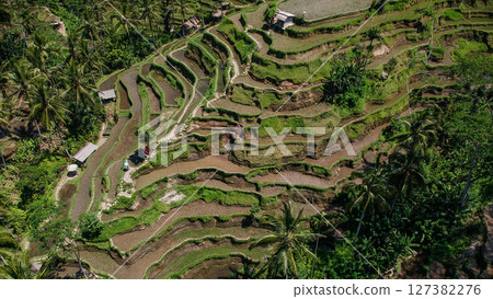 峇裡島烏布德格拉朗梯田 127382276