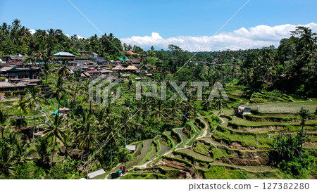 峇裡島烏布德格拉朗梯田 127382280