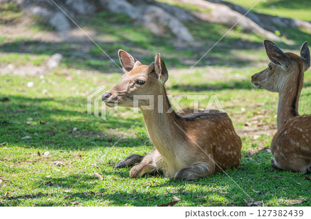 Deer cool off in the shade Nara Park 127382439