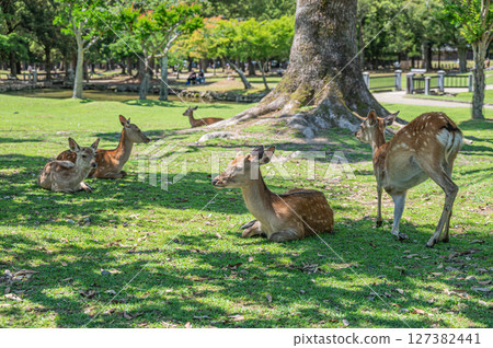 鹿在奈良公園的樹蔭下乘涼 127382441