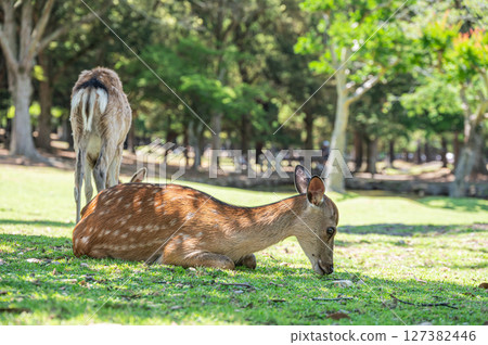 Deer cool off in the shade Nara Park 127382446