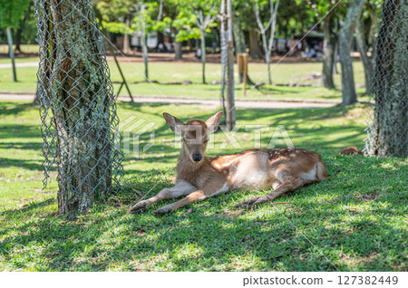 鹿在奈良公園的樹蔭下乘涼 鹿在奈良公園的樹蔭下乘涼 127382449
