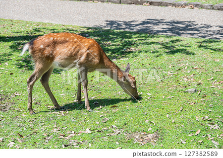 Deer eating grass Nara Park Deer eating grass Nara Park 127382589