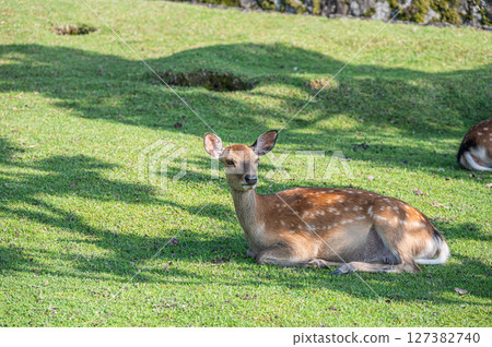 鹿在奈良公園的樹蔭下休息 127382740