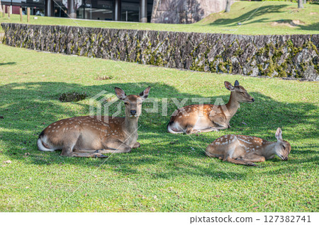 鹿在奈良公園的樹蔭下休息 127382741