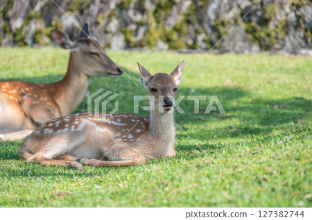 Deer relaxing in the shade of a tree, Nara Park 127382744