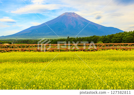 Spring in Yamanakako Hananomiyakoen Spring in Yamanakako Hananomiyakoen 127382811