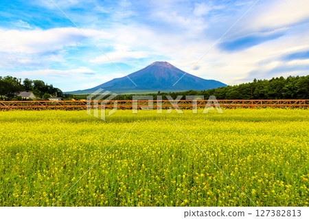 Spring in Yamanakako Hananomiyakoen 127382813
