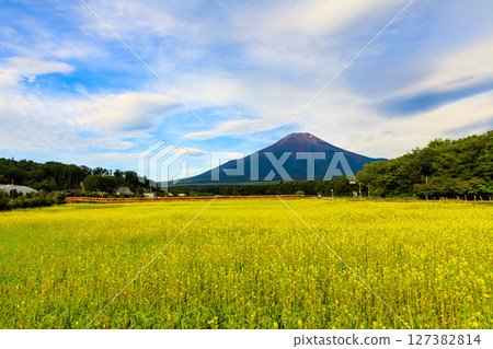 Spring in Yamanakako Hananomiyakoen 127382814