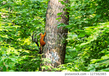 Squirrel Climbing Up a Tree Trunk. Cute Wild Animal in the Forest. Wildlife Themes. 127382865
