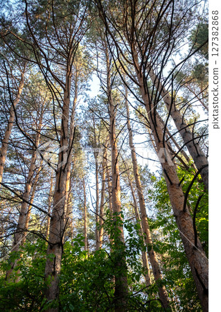 Looking Up at Tall Pine Trees On a Bright Day in Nature. Looking Up at Tall Pine Trees On a Bright Day in Nature. 127382868