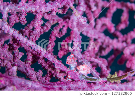 兩個好朋友 127382900