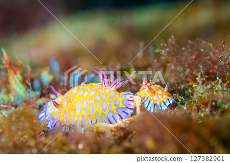 Egg laying 127382901