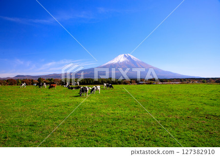 靜岡縣富士宮市朝霧高原牧場的奶牛和富士山的壯麗景色 127382910