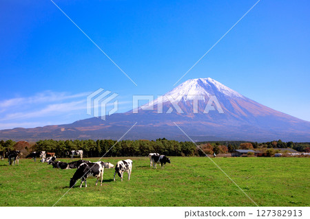 靜岡縣富士宮市朝霧高原牧場的奶牛和富士山的壯麗景色 127382913