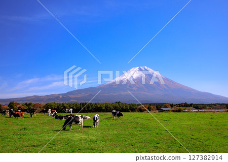 靜岡縣富士宮市朝霧高原牧場的奶牛和富士山的壯麗景色 127382914