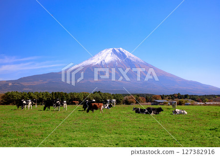 Cows from Asagiri Kogen Ranch and the majestic view of Mt. Fuji, Fujinomiya City, Shizuoka Prefecture Cows from Asagiri Kogen Ranch and the majestic view of Mt. Fuji, Fujinomiya City, Shizuoka Prefecture 127382916