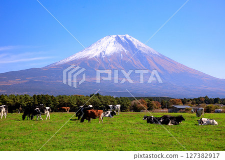 靜岡縣富士宮市朝霧高原牧場的奶牛和富士山的壯麗景色 127382917