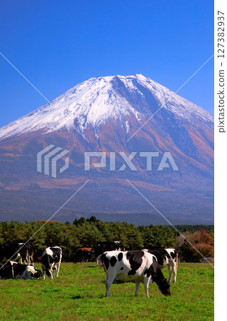 Cows from Asagiri Kogen Ranch and the majestic view of Mt. Fuji, Fujinomiya City, Shizuoka Prefecture 127382937