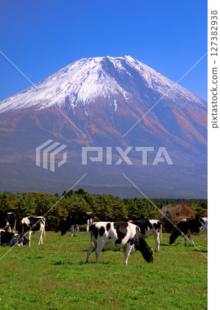 靜岡縣富士宮市朝霧高原牧場的奶牛和富士山的壯麗景色 127382938
