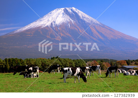 靜岡縣富士宮市朝霧高原牧場的奶牛和富士山的壯麗景色 127382939