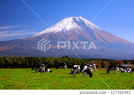 靜岡縣富士宮市朝霧高原牧場的奶牛和富士山的壯麗景色 127382941