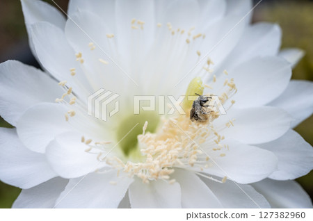 Stingless bee while collecting nectar from cactus flower. Bees feed on and require both nectar and pollen. The nectar is for energy and the pollen provides protein and other nutrients. 127382960