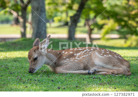 奈良公園,樹蔭下休息的小鹿 奈良公園,樹蔭下休息的小鹿 127382971