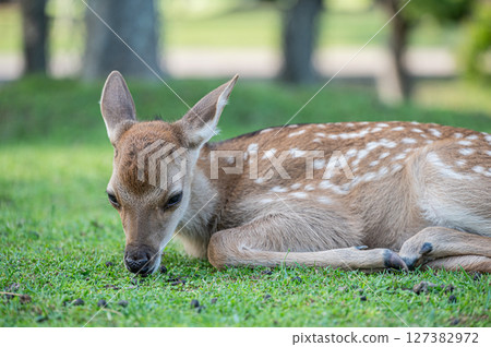 奈良公園，樹蔭下休息的小鹿 127382972