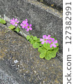 Purple wood sorrel (a cute little pink flower on the roadside) #2 127382991