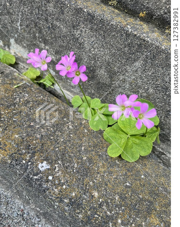 紫酢漿草(路邊可愛的小粉紅花)#2 紫酢漿草(路邊可愛的小粉紅花)#2 127382991