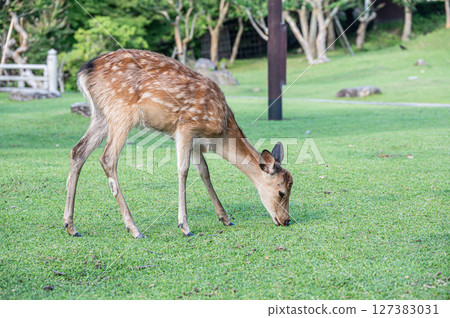 Deer eating grass Nara Park 127383031