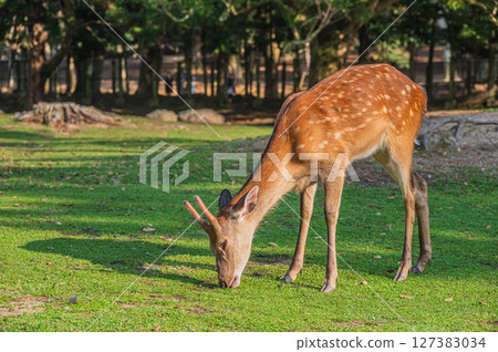 奈良公園的鹿吃草 127383034