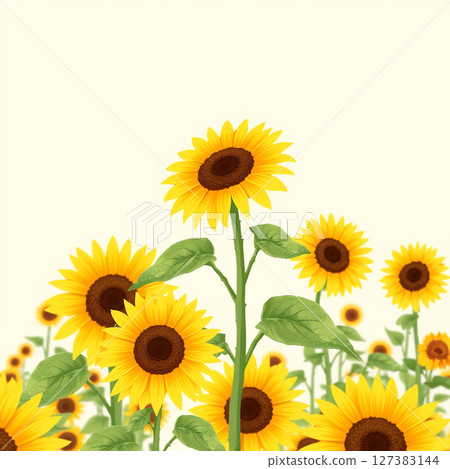 Sunflowers blooming against the blue sky - a refreshing background 127383144