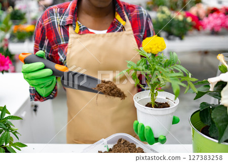 A person in gloves plants a marigold in a white pot with soil in a greenhouse. 127383258