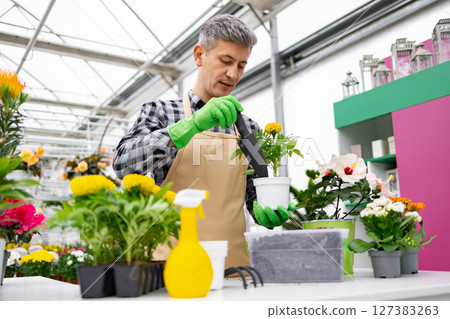 A man in an apron and gloves planting a flower in a white pot, surrounded by other plants in a greenhouse setting. 127383263