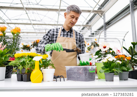 A gardener carefully tends to plants in a greenhouse, focused on his work. He uses a trowel to fill a pot with soil, surrounded by colorful flowers. 127383281