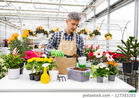A man wearing an apron and gloves transplants flowers in a greenhouse setting with a variety of plants. A man wearing an apron and gloves transplants flowers in a greenhouse setting with a variety of plants. 127383283
