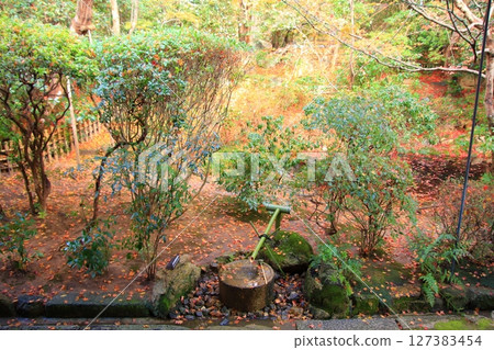 Ryoanji Temple, famous for its rock garden in Kyoto, and Kyoyo Pond, a hidden spot for autumn foliage Ryoanji Temple, famous for its rock garden in Kyoto, and Kyoyo Pond, a hidden spot for autumn foliage 127383454