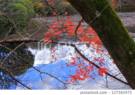 以京都的岩石花園而聞名的龍安寺和秋葉隱密勝地鏡陽池 127383473